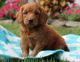 Golden Doodle Puppies for sale in Pittsburgh, PA 15255, USA. price: NA