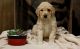 Golden Doodle Puppies for sale in California, MD, USA. price: NA