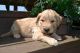Golden Doodle Puppies for sale in California, MD, USA. price: NA