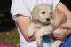 Golden Doodle Puppies for sale in Baltimore, MD, USA. price: $400