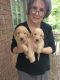 Golden Doodle Puppies for sale in Hoover, AL, USA. price: $1