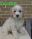 Golden Doodle Puppies for sale in Ohiopyle, PA, USA. price: NA