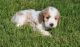 Golden Doodle Puppies for sale in Columbus, OH, USA. price: NA