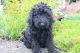 Golden Doodle Puppies for sale in Canton, OH, USA. price: NA