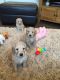 Golden Doodle Puppies for sale in Warrenton Way, Colorado Springs, CO 80922, USA. price: NA
