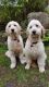 Golden Doodle Puppies for sale in Washington, Whitehall, OH 43213, USA. price: NA