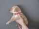 Golden Doodle Puppies for sale in Pittsburgh, PA 15206, USA. price: $800