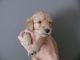 Golden Doodle Puppies for sale in Manchester, NH, USA. price: NA