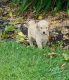 Golden Doodle Puppies for sale in Liberty, KY 42539, USA. price: NA