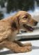 Golden Doodle Puppies for sale in Dania Beach, FL, USA. price: NA