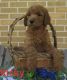 Golden Doodle Puppies for sale in Ohiopyle, PA, USA. price: NA