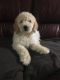 Golden Doodle Puppies for sale in Kansas City, MO, USA. price: NA