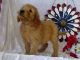 Golden Doodle Puppies for sale in Florida Blvd, Baton Rouge, LA, USA. price: NA