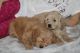 Golden Doodle Puppies for sale in Nashville, TN 37246, USA. price: $500
