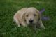 Golden Doodle Puppies for sale in Eau Claire, WI, USA. price: NA