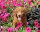 Golden Doodle Puppies for sale in Newark, NJ, USA. price: NA