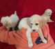 Golden Doodle Puppies for sale in Reynoldsville, PA 15851, USA. price: NA
