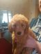 Golden Doodle Puppies for sale in New York County, New York, NY, USA. price: NA
