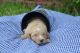 Golden Doodle Puppies for sale in Fort Worth, TX, USA. price: $1,200