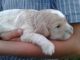 Golden Doodle Puppies for sale in New Haven, IN, USA. price: NA