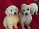 Golden Doodle Puppies for sale in Hackettstown, NJ 07840, USA. price: $400