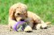 Golden Doodle Puppies for sale in Colorado St, Austin, TX 78701, USA. price: NA