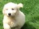 Golden Doodle Puppies for sale in Sugar Grove Rd SE, Lancaster, OH 43130, USA. price: NA