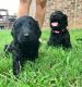 Golden Doodle Puppies for sale in Mt Juliet, TN, USA. price: NA