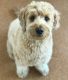 Golden Doodle Puppies for sale in North York, ON M6B 2G9, Canada. price: $1,500
