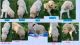 Golden Doodle Puppies for sale in Fort Wayne, IN 46815, USA. price: $750