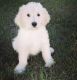 Golden Doodle Puppies for sale in Grand Rapids, MI 49505, USA. price: $1,300