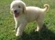 Golden Doodle Puppies for sale in Colorado Springs, CO, USA. price: $650