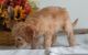 Golden Doodle Puppies for sale in Sandusky, OH 44870, USA. price: NA