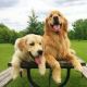Golden Doodle Puppies for sale in Portland, OR, USA. price: NA