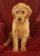Golden Doodle Puppies for sale in North Vernon, IN 47265, USA. price: $750
