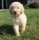 Golden Doodle Puppies for sale in Goldsboro, NC, USA. price: NA
