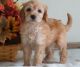 Golden Doodle Puppies for sale in Adams St, Boston, MA, USA. price: NA