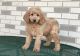 Golden Doodle Puppies for sale in Dakota City, IA, USA. price: NA