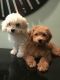 Golden Doodle Puppies for sale in Jupiter, FL 33458, USA. price: NA