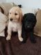 Golden Doodle Puppies for sale in Highland Lakes Rd, Highland Lakes, NJ 07422, USA. price: NA