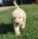 Golden Doodle Puppies for sale in Crystal City, MO, USA. price: NA