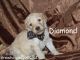 Golden Doodle Puppies for sale in Coolidge, AZ 85128, USA. price: NA