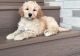 Golden Doodle Puppies for sale in Ehrhardt, SC 29081, USA. price: NA