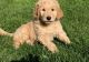 Golden Doodle Puppies for sale in Gillette, WY, USA. price: NA