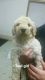 Golden Doodle Puppies for sale in Marion, OH 43302, USA. price: $1,000
