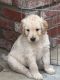 Golden Doodle Puppies for sale in Chatsworth, Los Angeles, CA, USA. price: $1,200