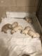 Golden Doodle Puppies for sale in Akron, OH 44319, USA. price: NA