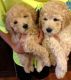 Golden Doodle Puppies for sale in 40861 Carlisle Ave, Elyria, OH 44035, USA. price: NA