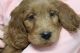 Golden Doodle Puppies for sale in Apple Creek, OH 44606, USA. price: $900