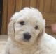 Golden Doodle Puppies for sale in Pittsburgh, PA, USA. price: $400